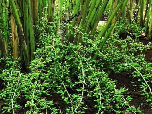 Superior grade cardamom