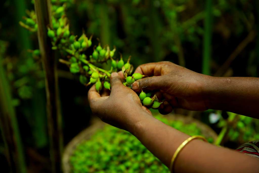 Commercial grade cardamom